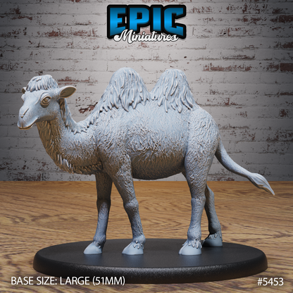 Camel